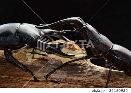 国産オオクワガタ対国産ノコギリクワガタ樹木の上での戦い　黒背景 25180926