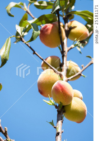 peach fruit in orchard in agriculture farm peach fruit in orchard in agriculture farm 25181171