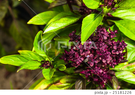fresh ripe clove basilの写真素材 [25181226] - PIXTA