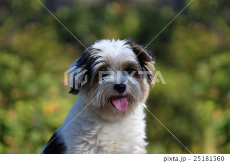 Portrait of a small dog 25181560