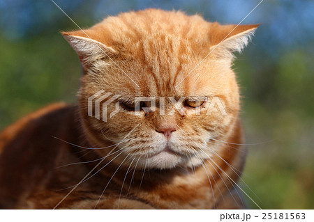 Redheaded cat sitting on a tree stump Redheaded cat sitting on a tree stump 25181563
