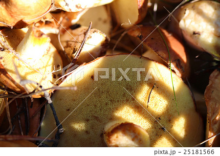 Mushrooms in a basket 25181566