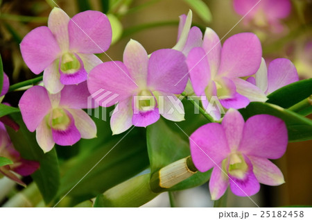 Orchids Orchids 25182458
