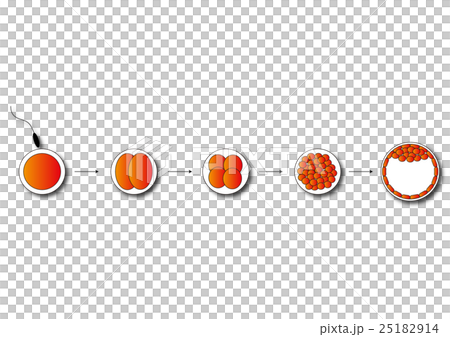 受精卵 卵割 受精卵 卵割 25182914