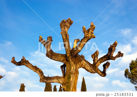 Pruned Tree on a Blue Sky with Clouds Pruned Tree on a Blue Sky with Clouds 25183531
