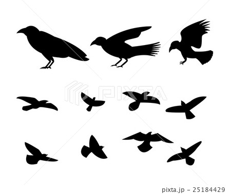 Silhouette flying raven bird, vector 25184429