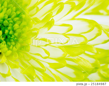 Detail of Lime Green Chrysanthemum Flower Square 25184987