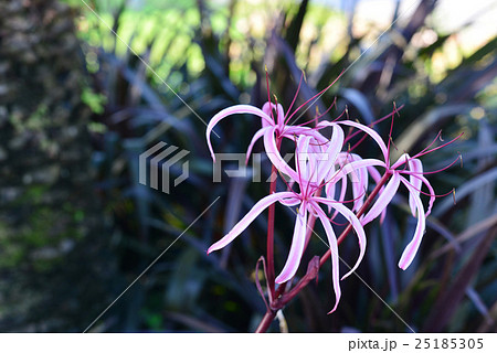 Closeup Crinum amabile Donn,Crinum lily flower 25185305
