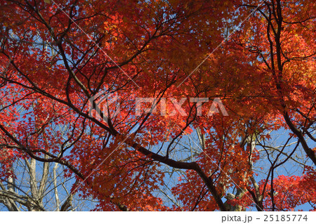 東福寺の紅葉 25185774