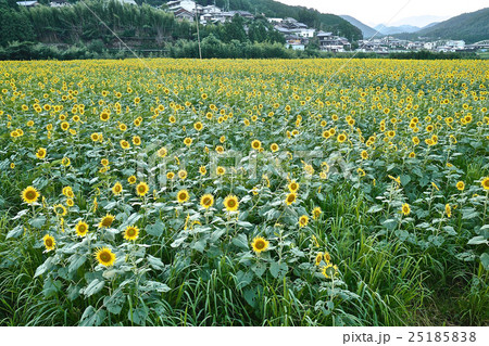 秋のヒマワリ 秋のヒマワリ 25185838