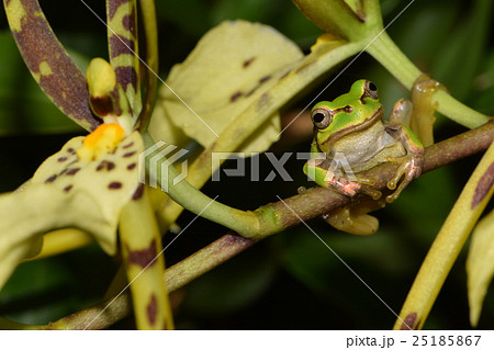 ブラシアの花に止まっているアマガエル 25185867
