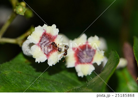 小さなヘクソカズラの花 25185868