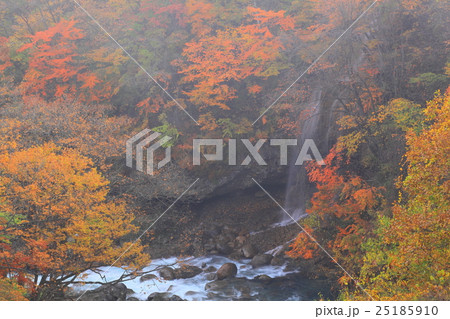 松川渓流の紅葉　森の大橋 25185910