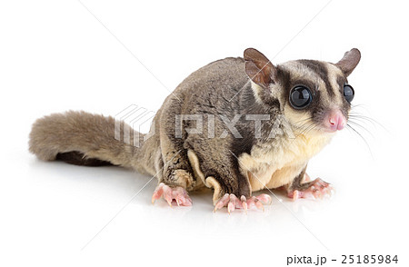 Sugar Glider on white background Sugar Glider on white background 25185984