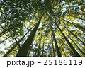 木立 25186119