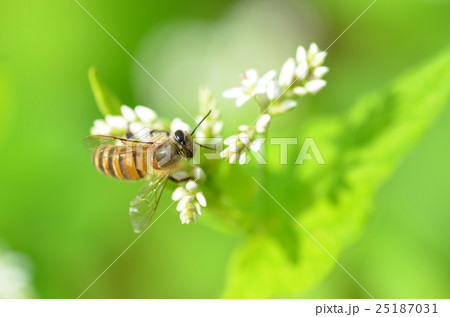 ミツバチとそばの花 そばの花 ソバの花 ミツバチ 自然 蜂蜜 昆虫 白い花 秋 ミツバチとそばの花 そばの花 ソバの花 ミツバチ 自然 蜂蜜 昆虫 白い花 秋 25187031