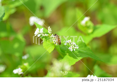 ミツバチとそばの花　そばの花　ソバの花　ミツバチ　　高尾野町　出水市　鹿児島県 25187034
