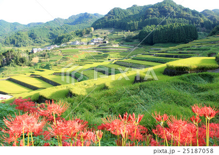 長崎　鬼木の棚田 25187058