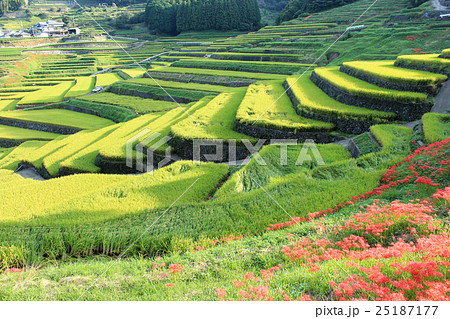 長崎 鬼木の棚田の写真素材