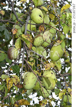 カリンの若い実 25187367
