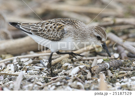 トウネン(当年) 25187529