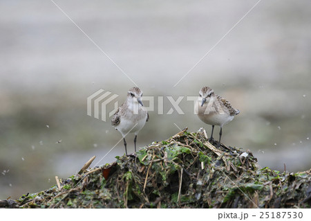 トウネン(当年) 25187530