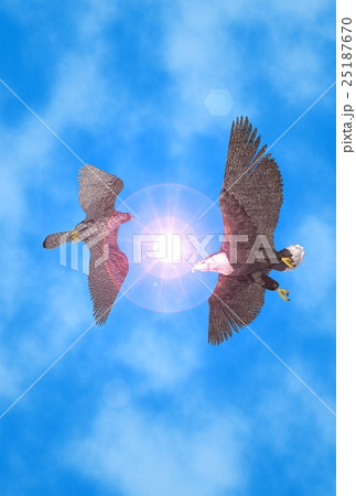 年賀状(オジロワシ&ハヤブサ) 25187670