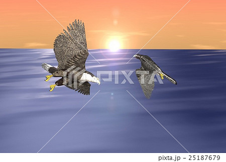 年賀状(オジロワシ&ハヤブサ) 年賀状(オジロワシ&ハヤブサ) 25187679