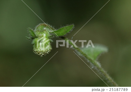 自然　植物　サジガンクビソウ、『ガンクビソウ』より雁首の名前にふさわしい形の様に思えます 25187789