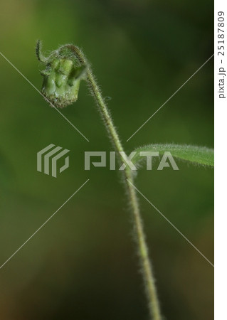 自然 植物 サジガンクビソウ、色も形も地味な花。上から下までみっちり毛が生えています 自然 植物 サジガンクビソウ、色も形も地味な花。上から下までみっちり毛が生えています 25187809