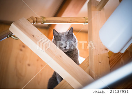 こちらを覗く猫 こちらを覗く猫 25187951