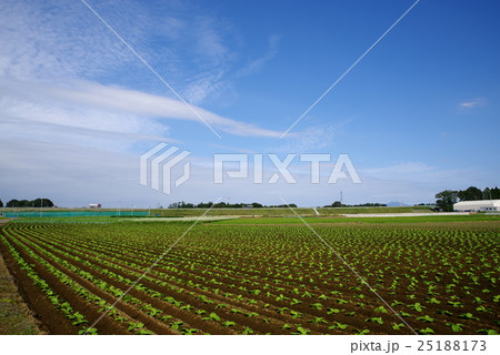 圏央道 境古河~つくば中央間建設中 筑波山を望む境町付近 2016年9月末 俯瞰 圏央道 境古河~つくば中央間建設中 筑波山を望む境町付近 2016年9月末 俯瞰 25188173