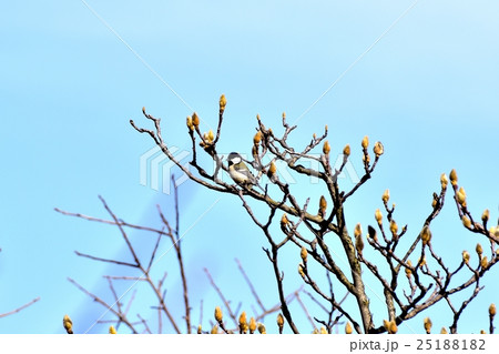 東京都三鷹市の野鳥。開花前のモクレンとシジュウカラ。 25188182