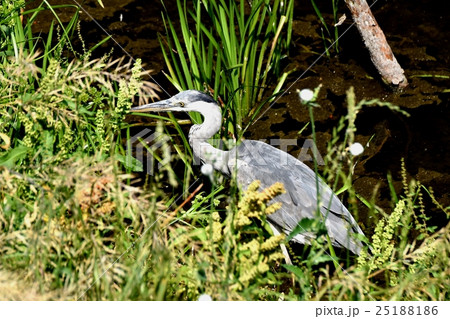 東京都三鷹市の野鳥。三鷹市仙川で探索中のアオサギ。 25188186