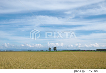 青空と稲穂 青空と稲穂 25188388