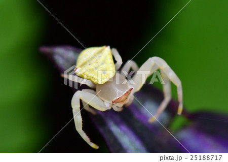 クモ 蜘蛛 スパイダー 25188717