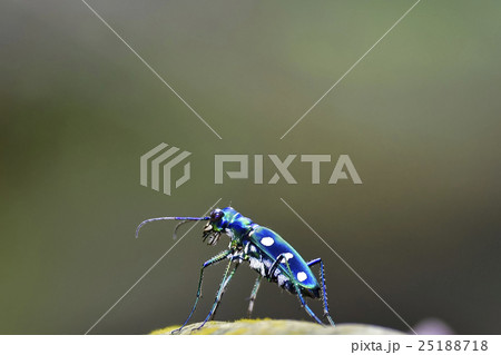 昆虫 虫 蟲 25188718