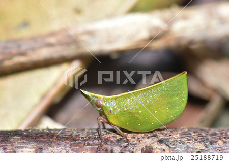 昆虫 虫 蟲 25188719