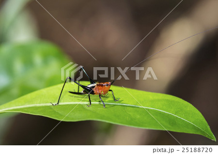 昆虫 虫 蟲 25188720