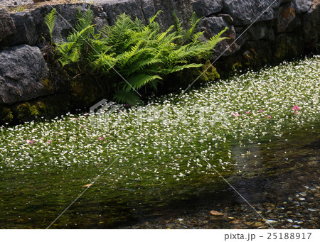醒ヶ井宿のバイカモ 25188917