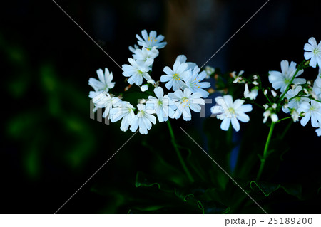 高山植物　イワハナビの花咲く 25189200