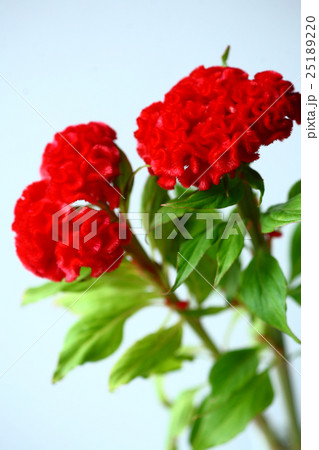 クルメケイトウ 赤色の花 クルメケイトウ 赤色の花 25189220