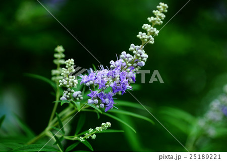 セイヨウニンジンボクの花 セイヨウニンジンボクの花 25189221