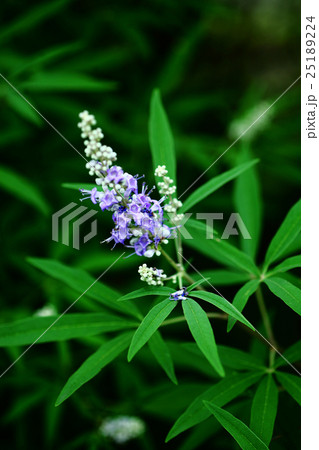 セイヨウニンジンボクの花 25189224