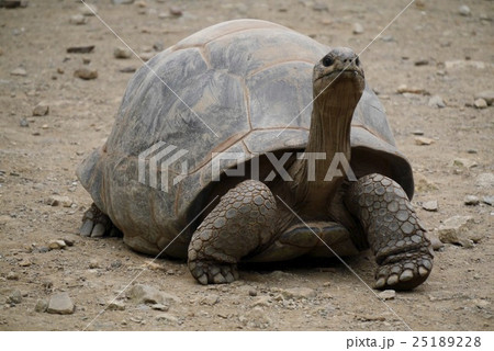 どっしりした佇まいのゾウガメ 25189228