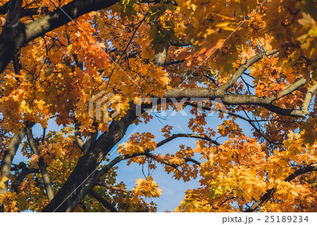 Autumn mapple tree leaves Autumn mapple tree leaves 25189234