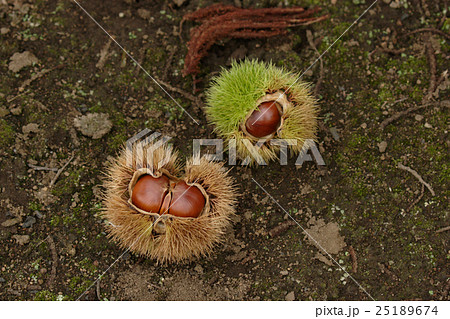 秋の味覚　くり 25189674