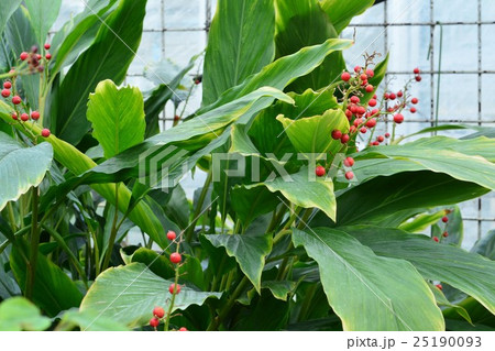 アオノクマタケラン 25190093