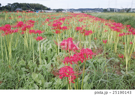 小出川の彼岸花 25190143