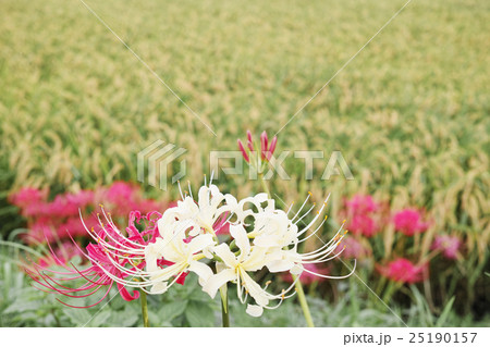 白い彼岸花と実りの稲穂 25190157